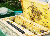 Trampa plástica del escarabajo de la apicultura, arenador de la apicultura de los equipos de la colmena de la abeja