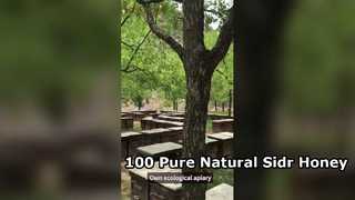 Miel Sidr pura 100 por ciento natural al por mayor