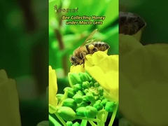 Venta al por mayor de polen de abeja 100% natural en polvo crudo de alta calidad mezcla orgánica de polen en polvo