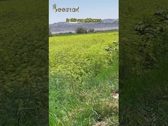 Miel natural puro MGO100+ Producto de abejas de miel de Manuka natural 290kg de Nueva Zelanda