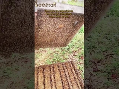 Natural 1,6% 10-HDA orgánica fresca jalea real pura jalea real para el cuidado de la salud