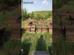 UMF15+ Miel de abeja natural Miel de Manuka de Nueva Zelanda pura MGO550+ alimentos saludables 250g