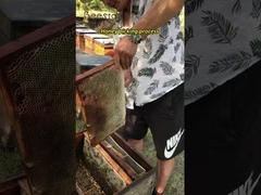 Producto de abejas de polen de colza natural puro y fresco para la apicultura