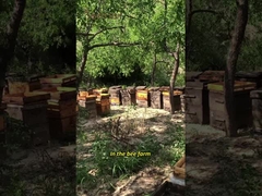 UMF15+ Miel de abeja natural Miel de Manuka de Nueva Zelanda pura MGO550+ alimentos saludables 250g