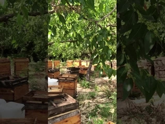 20,2% de 10-HDA orgánico fresco Royal Jelly Natural de abejas miel Royal Jelly