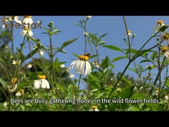 Productos de abejas Crema de abeja miel orgánica leche de abeja fresca orgainc jalea real