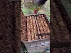 Polen de abeja crudo