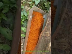 Polen de violación granular grande Miel Polen de abeja crudo para seres humanos y abejas