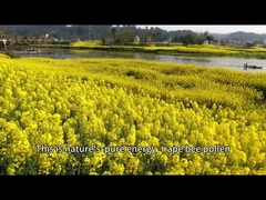 Maíz amarillo marrón polen de abeja crudo puro para apicultura