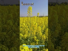 Polvo de polen de pino roto de cáscara Naturaleza fresca Amarillo pálido