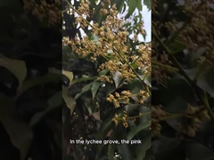 Miel de abeja natural