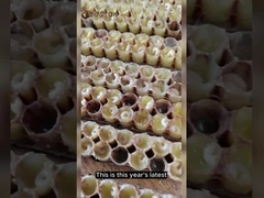 Oro Líquido Puro Natural Jalea Real 10-HDA Cuidado Fresco y Saludable Jalea Real 1000mg Reina