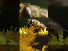 Las abejas trabajadoras están recolectando miel y elaborando la miel más deliciosa