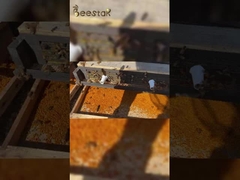 2025 en venta caliente Polen de abeja puro de alta calidad y partículas grandes