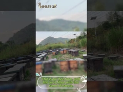 Miel de abeja natural cruda, polen de abeja granular puro, alimento para abejas