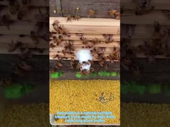 El polen de abeja es un tesoro natural de nutrientes y un producto de salud esencial para personas sanas.