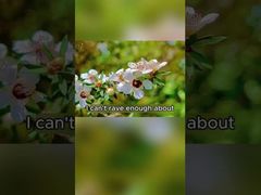 Miel de abeja natural 250g Miel orgánico puro crudo Miel de Manuka de Nueva Zelanda Miel de abeja natural