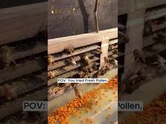 Polen de abeja fresco crudo de alta calidad, vitaminas de abeja, productos de abeja naturales frescos y nuevos