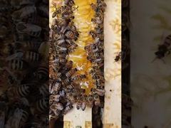 No se trata solo de recolectar néctar; es una maravilla química meticulosamente orquestada.