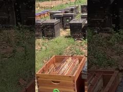 Agradecemos a las trabajadoras abejas por producir la miel más pura para nosotros.