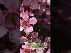 La miel de manuka no es sólo un edulcorante; ofrece numerosos beneficios para el cuerpo