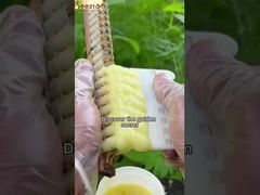 Si conoces los beneficios de la jalea real para el cuerpo humano, seguramente te gustará.