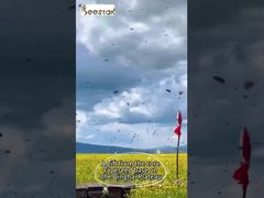 Ver: Muestra de suplemento alimenticio de gránulos de polen de abeja crudo multifloral en caja de 25 kg