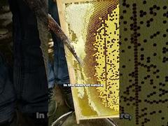 Ver Miel de abeja 100% natural al por mayor Miel pura cruda de alta calidad Demo