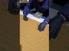 Una Mirada Más Cercana: Personalizado Polen de Abeja de Té Fresco Crudo Vitaminas de Abeja Nuevos Productos de Abeja Naturales Frescos