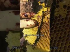 Miel recién sacado de la colmena, un edulcorante natural de la naturaleza