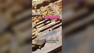 ¿Sabes cómo se extrae el propóleo, conocido como el "oro púrpura"?