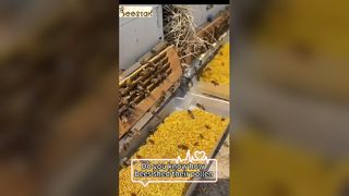 ¿Sabes cómo el polen de abeja se cae de las patas de una abeja?