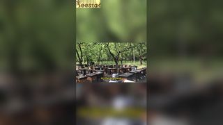 El colmenar presenta una escena de perfecta armonía.