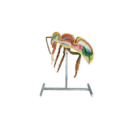 comprar La apicultura equipa el modelo de la anatomía de la abeja de la altura del equipo los 60cm el 110cm de la apicultura fabricación en línea